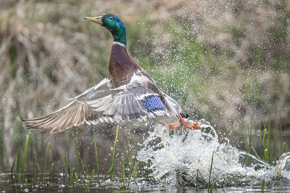 Washington State Male Mallard (Anas platyrhynchos) takes flight from Lake Washington Kirkland